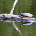 Turtle sitting on a log in the water