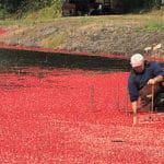 Man wearing overalls standing in water surrounded by cranberries
