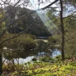 Green Tree with Bl;ue water and sunlight streaming down from the sky