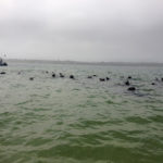 View from the boat of many seals swimming in the water