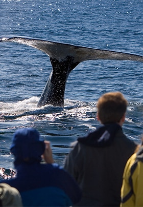 People on a boat watching a whale's fin surface