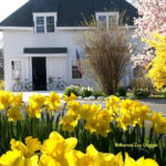 Rows of bright yellow flowers growing outside a white building with bicycles out front