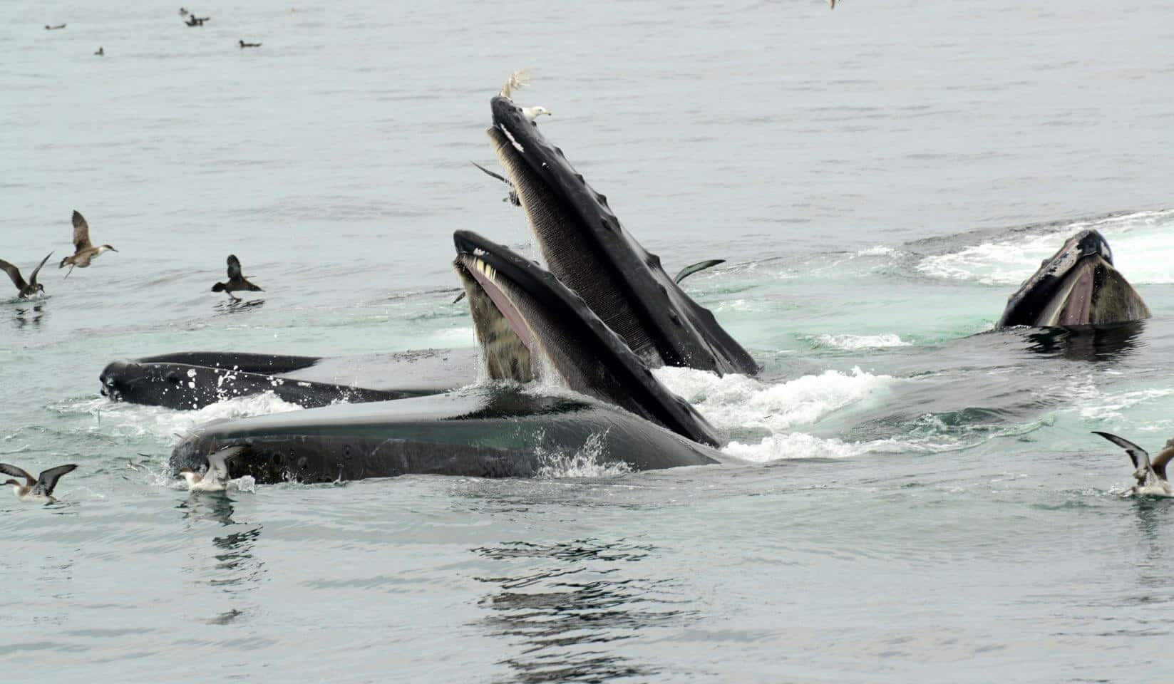 Whales feeding off the shore of Cape Cod