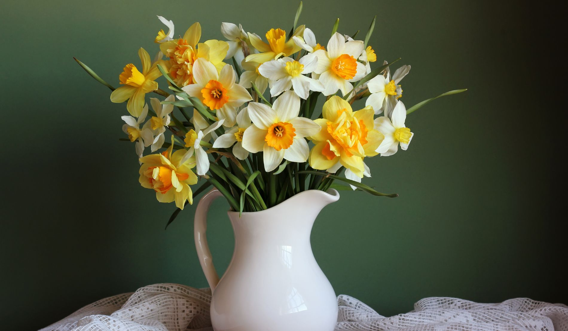 A beautiful bouquet of white, orange, and yellow daffodils in a white watering vase in front of a dark green background.