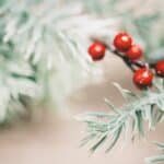 A spruce tree with a sprig of red holiday berries.