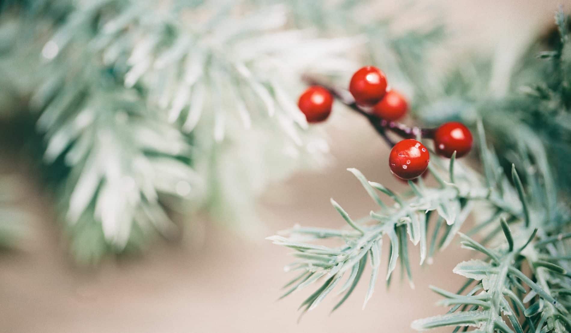 A spruce tree with a sprig of red holiday berries.