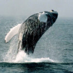 Black and white whale jumping out of the water